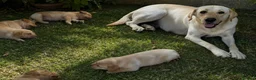Labrador Retriever dogs for sale: Fully health tested parents KC Boys available 💛🧡 - Advert 23
