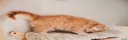 British Longhair cats for sale: VET BRED LAP CAT GCCF KITTENS NOW + WAITLIST - Advert 12