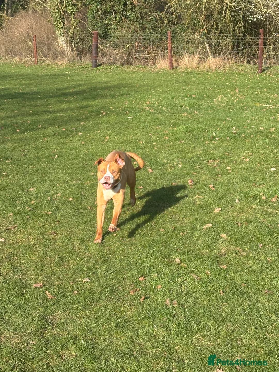 Staffordshire Bull Terrier dogs for sale: Staffordshire bull terrier  - Advert 4