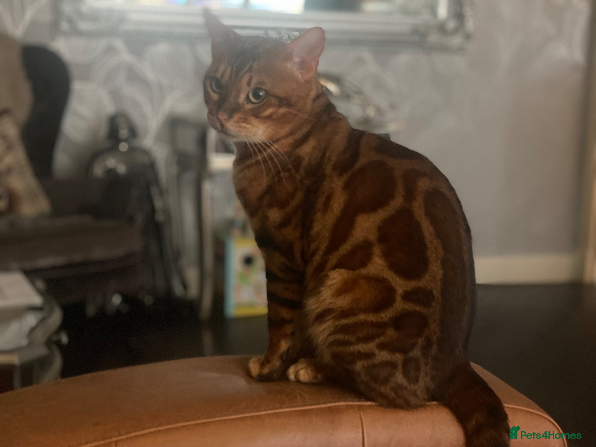 Bengal cats for sale: Bengal kittens - Advert 1