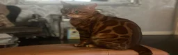 Bengal cats for sale: Bengal kittens - Advert 1