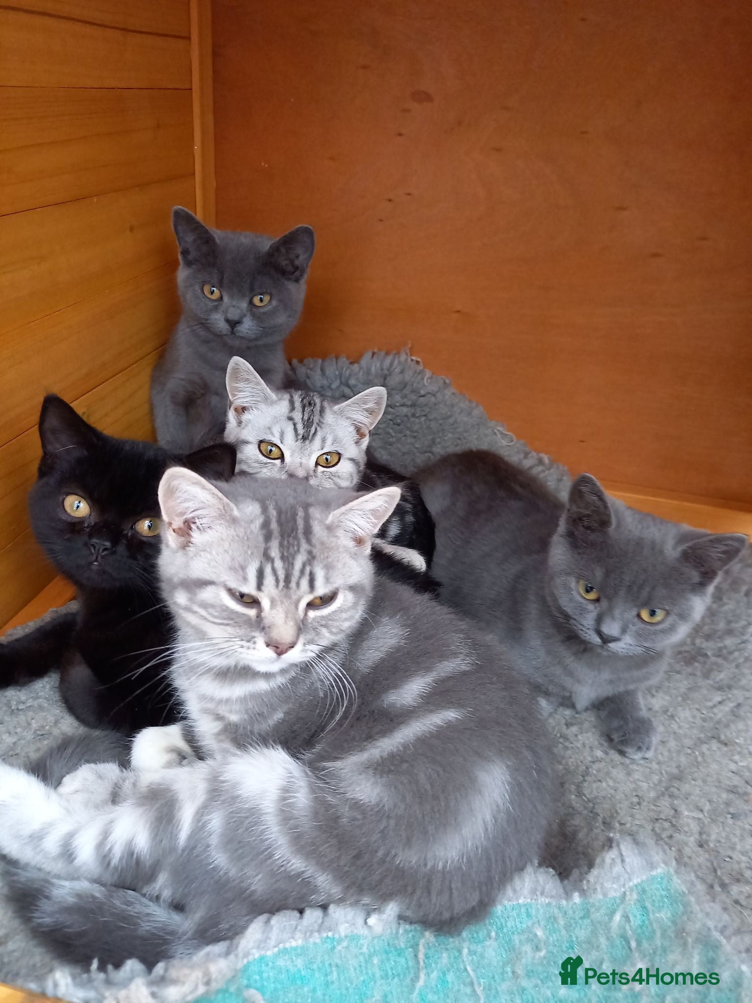 British Shorthair cats Super GCCF registered kittens  - Advert 1