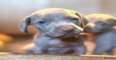 Weimaraner dogs - Advert 5