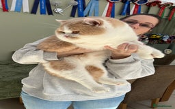 British Shorthair cats for sale:  Quality British kittens - Image 1
