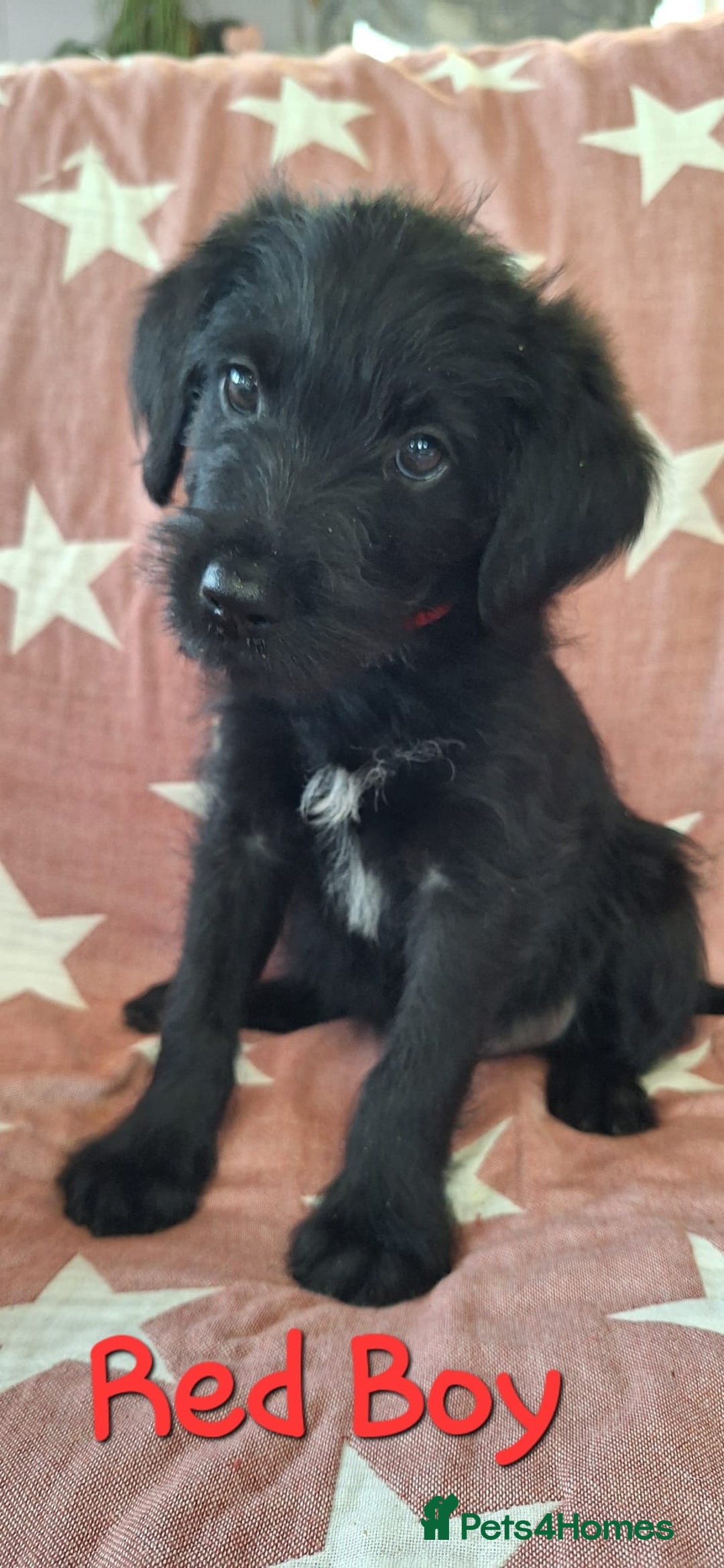Labradoodle dogs for sale: BEAUTIFUL LABRADOODLE PUPPIES READY NOW  - Image 2