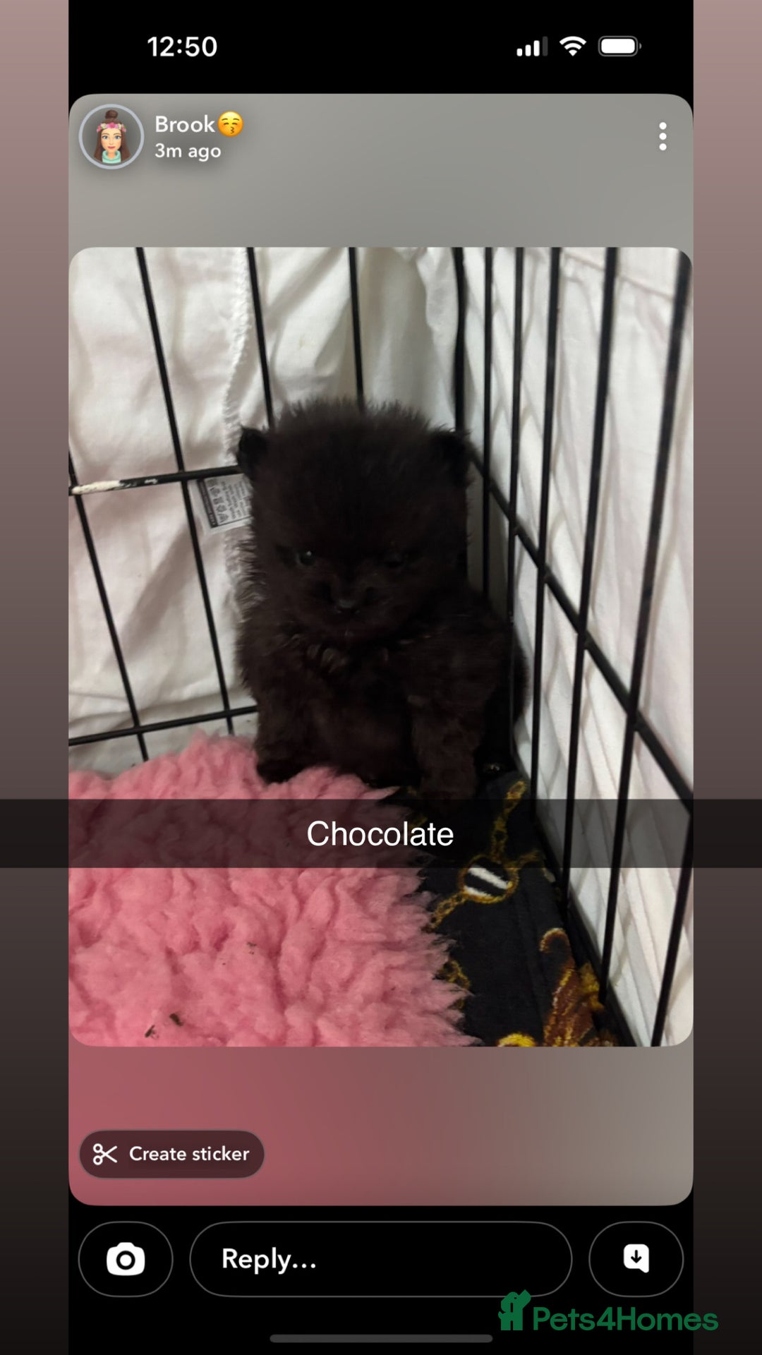 Pomeranian dogs for sale: Pomeranian puppies - Advert 4