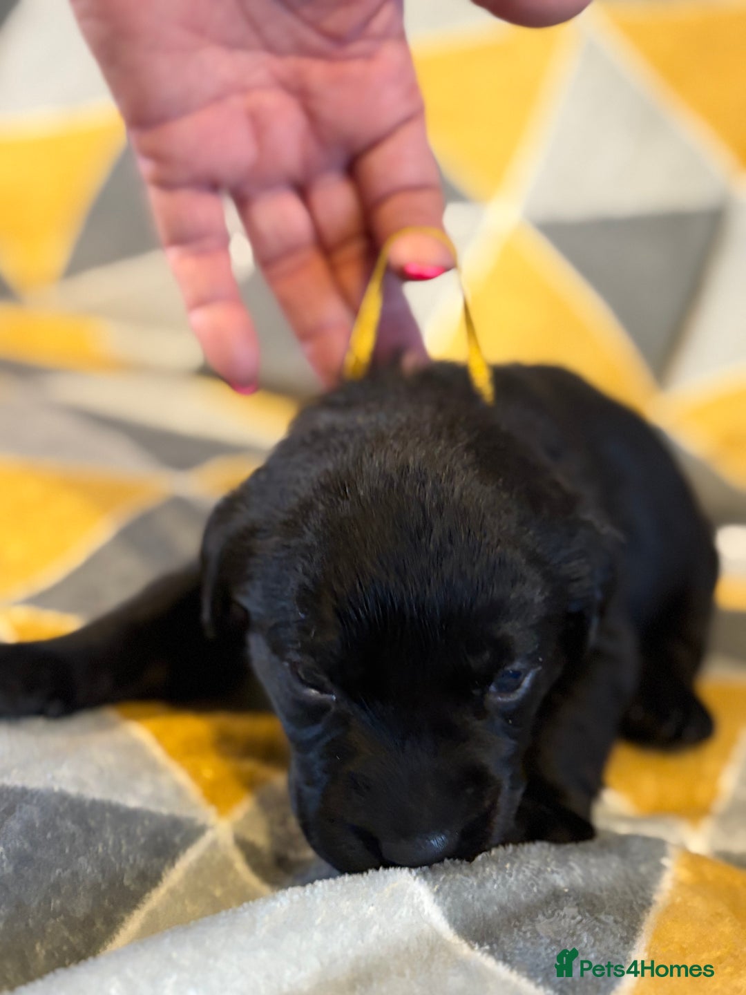 Labrador Retriever dogs for sale: Labrador puppies  - Advert 3