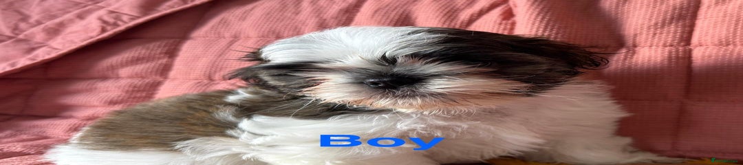 Shih Tzu Puppy 3