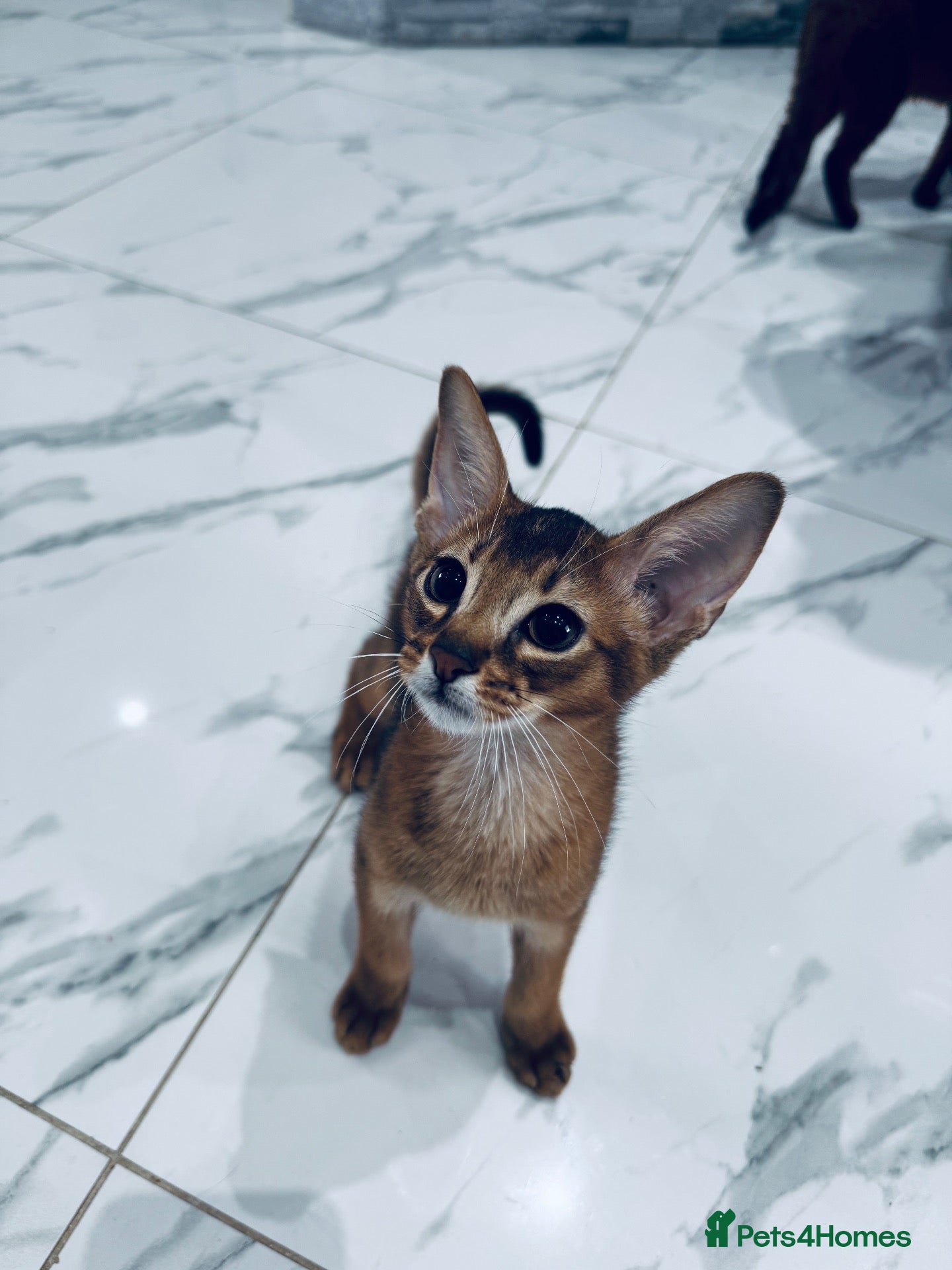 Abyssinian cats Ready to go abby boy! - Advert 1