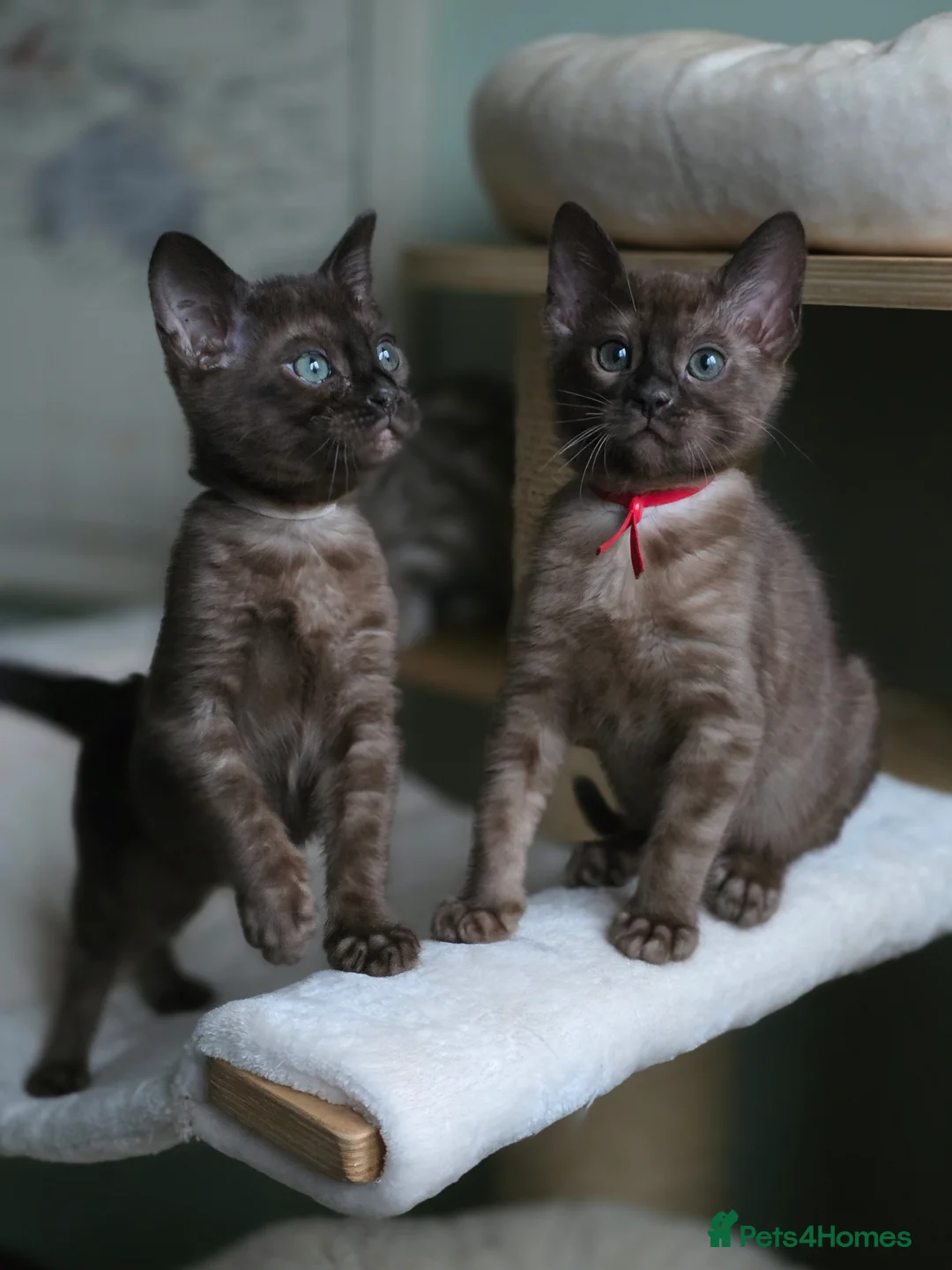 Bengal cats for sale: ❄️Outstanding Silver Snow Bengal Kittens❄️ - Advert 16