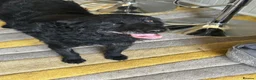 Mixed Breed dogs for adoption: Sweet ZoE NEEDS LOVE - Advert 5