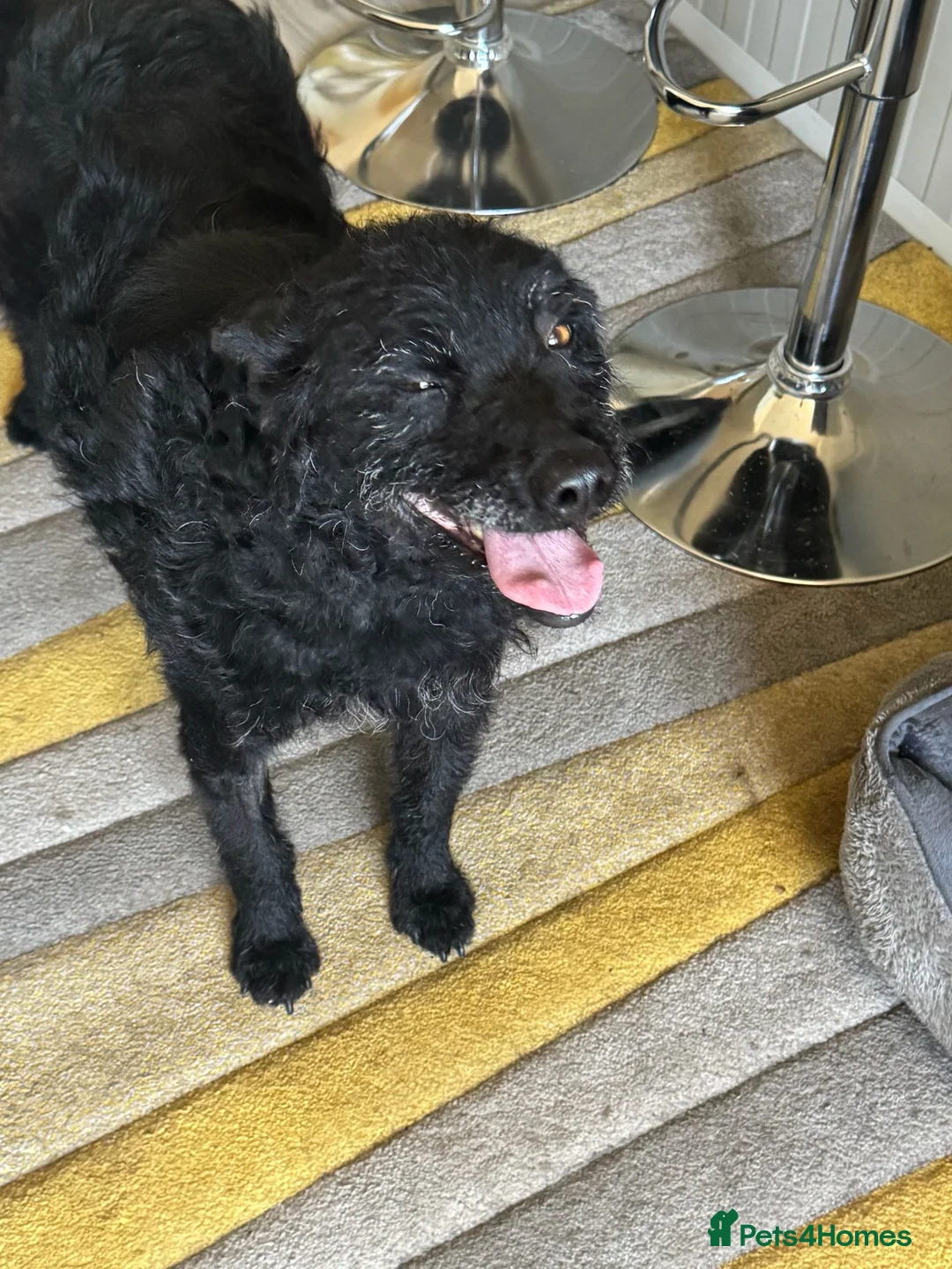 Mixed Breed dogs for adoption: Sweet ZOE NEEDS LOVE - Advert 2
