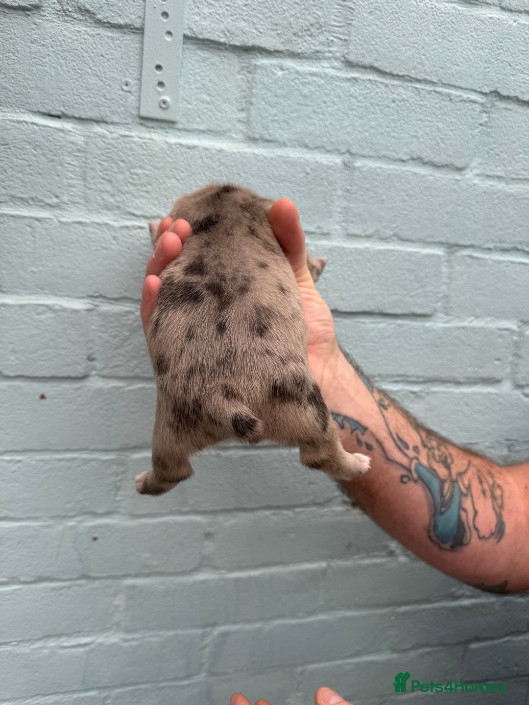 French Bulldog dogs for sale: Litter of mixed colour French bulldog puppies  - Advert 30