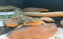 Bearded Dragon reptiles for sale: Rescued baby bearded dragon - Image 8