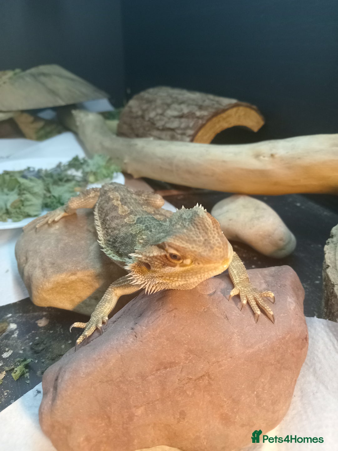 Bearded Dragon reptiles for sale: Rescued baby bearded dragon - Image 8
