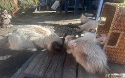 Ragdoll cats for sale: Ragdollhad the best start  - Image 13