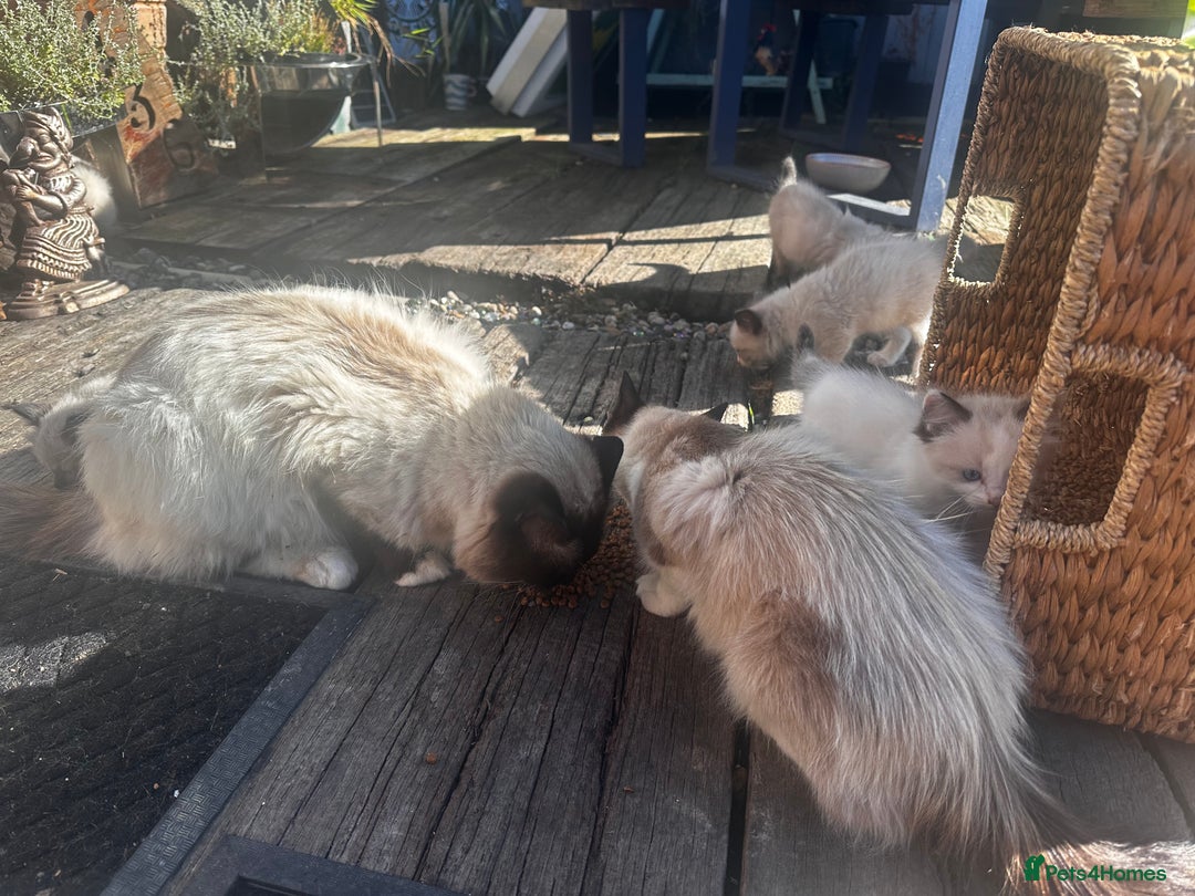 Ragdoll cats for sale: Ragdollhad the best start  - Image 13