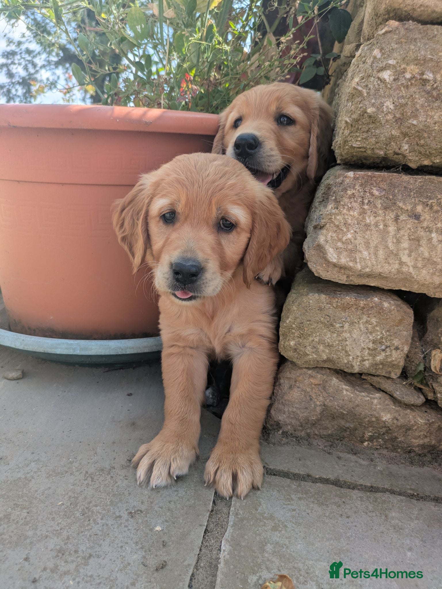 Golden Retriever dogs KC Reg Health Tested Dark Golden Retriever Puppies - Advert 2