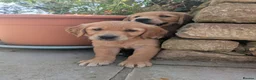 Golden Retriever dogs for sale: KC Reg Health Tested Dark Golden Retriever Puppies - Advert 1