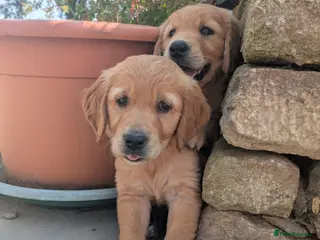 Golden Retriever dogs KC Reg Health Tested Dark Golden Retriever Puppies - Advert 2