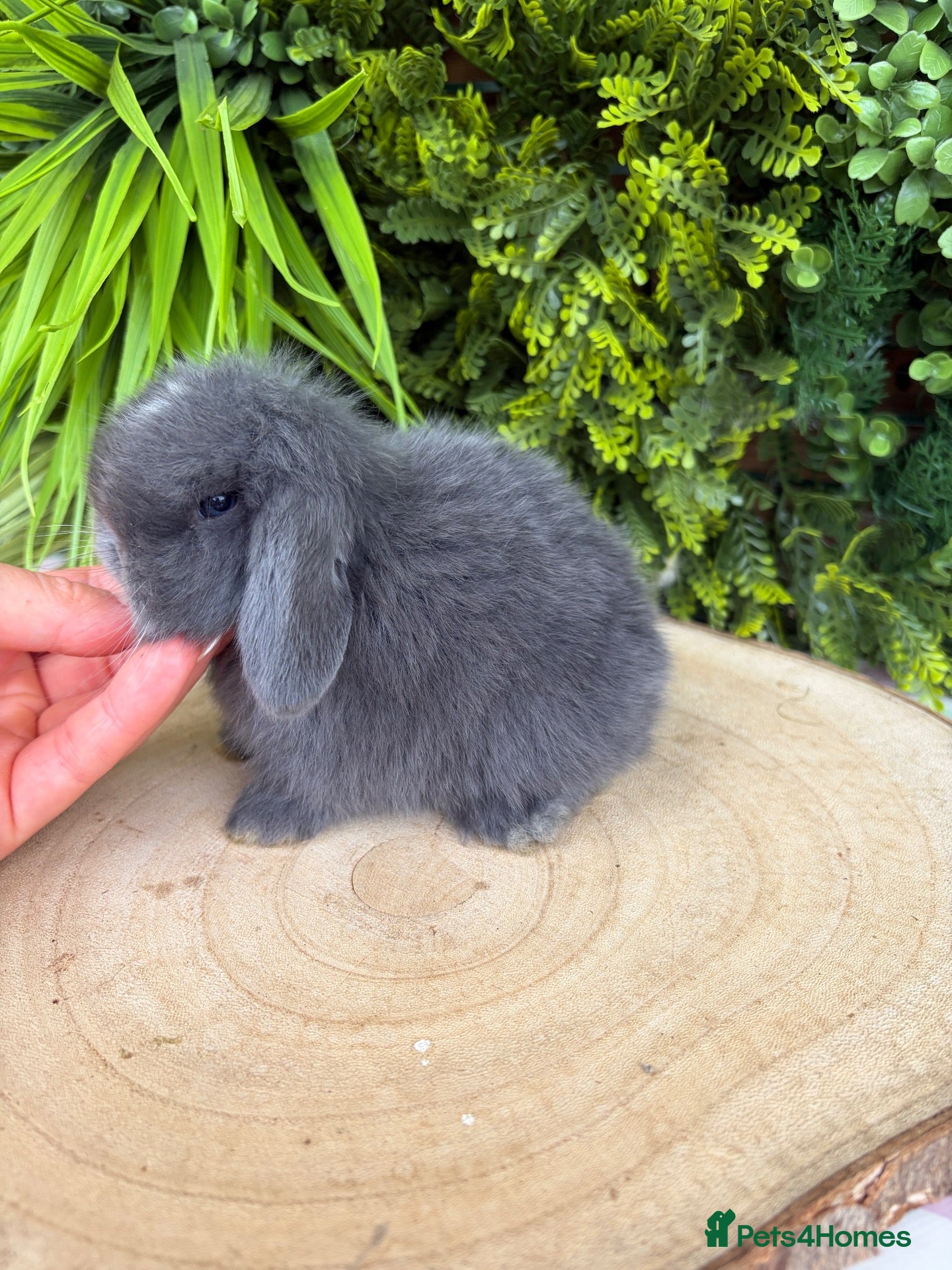 Mini Lop rabbits Mini Lops - Advert 9
