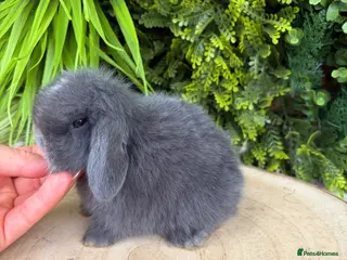 Mini Lop rabbits Mini Lops - Advert 12