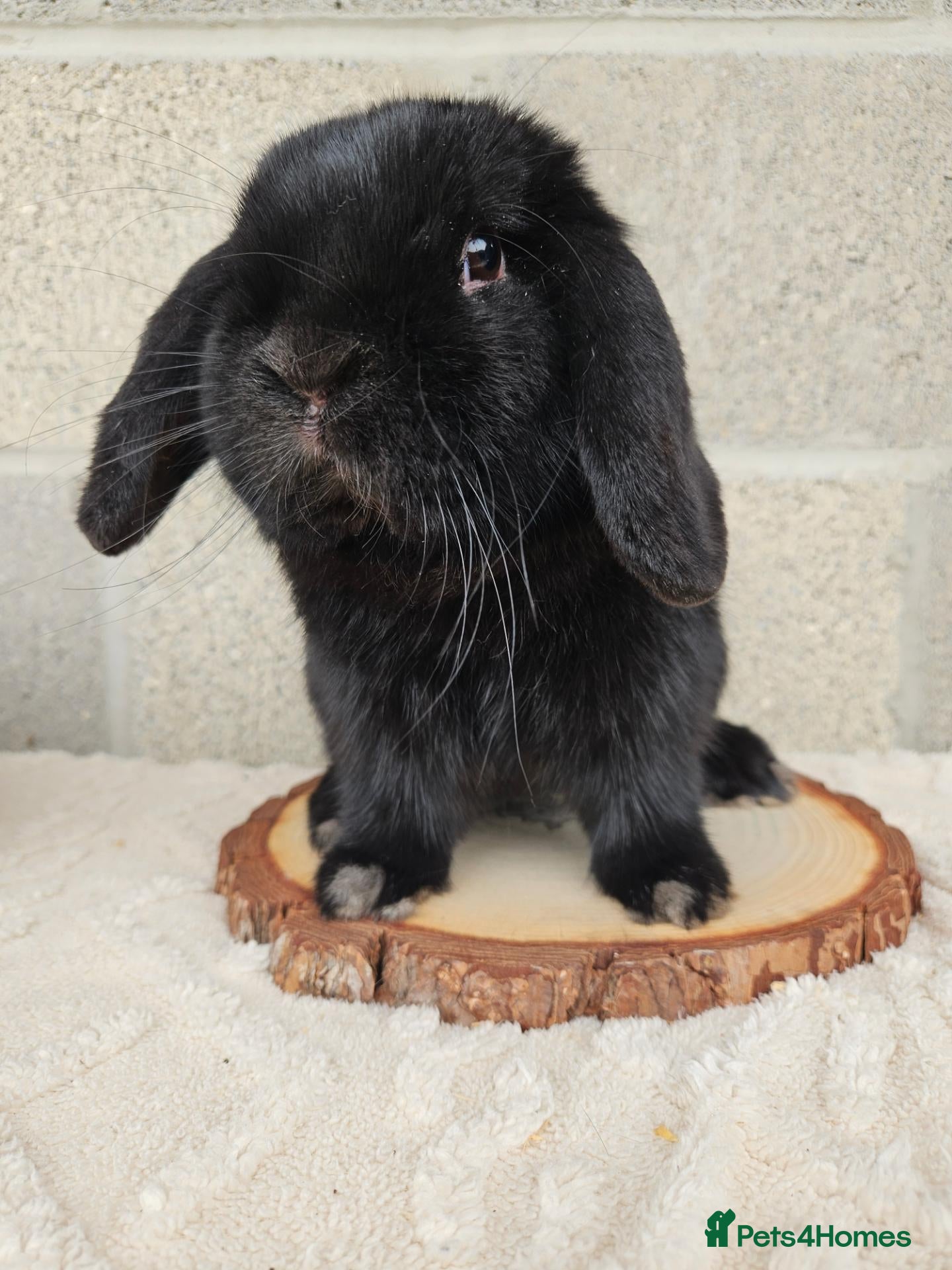 Mini Lop rabbits BLACK MINI LOP & MINI PLUSH LOP BLUE EYED WHITE  - Advert 1