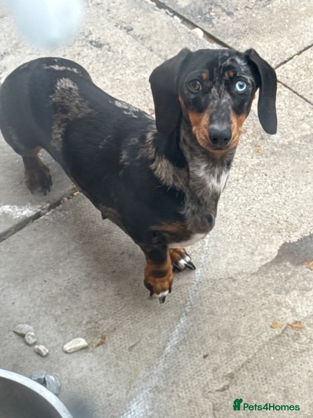 Dachshund dogs for sale: 3 dachshund puppies for sale  - Advert 1