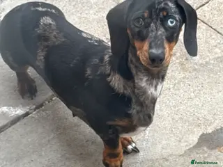 Dachshund dogs 3 dachshund puppies for sale - Advert 4