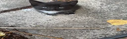 British Longhair cats for sale: Kittens - Advert 5