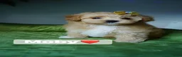 Maltipoo dogs for sale: Exceptional F1 Asian Maltipoo puppies - Advert 2