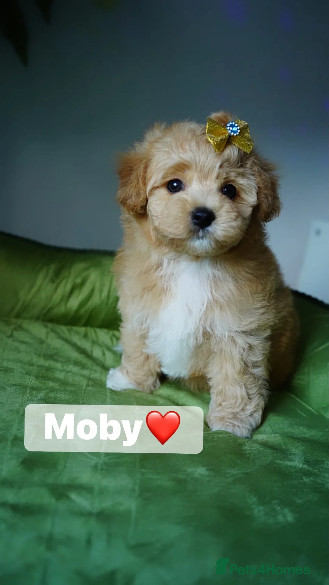 Maltipoo dogs for sale: Exceptional F1 Asian Maltipoo puppies - Advert 2
