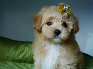 Maltipoo dogs Exceptional F1 Asian Maltipoo puppies - Advert 14