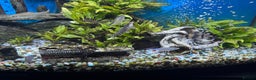 Sharks fish for sale: Tropical Fish free for adoption - Advert 2