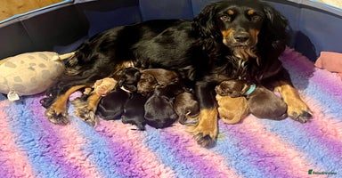 Cocker Spaniel dogs - Advert 11