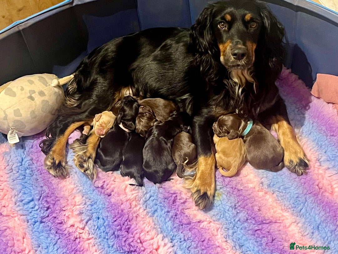 Cocker Spaniel dogs for sale: Cocker spaniel puppies - Image 2
