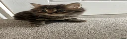 Mixed Breed cats for sale: British short hair Cross - Advert 21