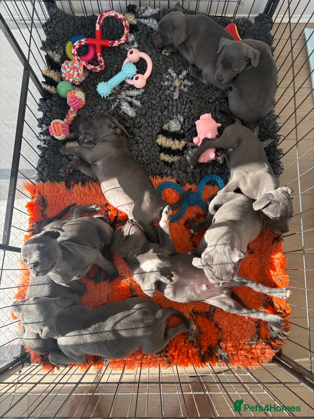 Staffordshire Bull Terrier dogs for sale: KC Registered Staffordshire Bull Terrier Puppies - Image 11