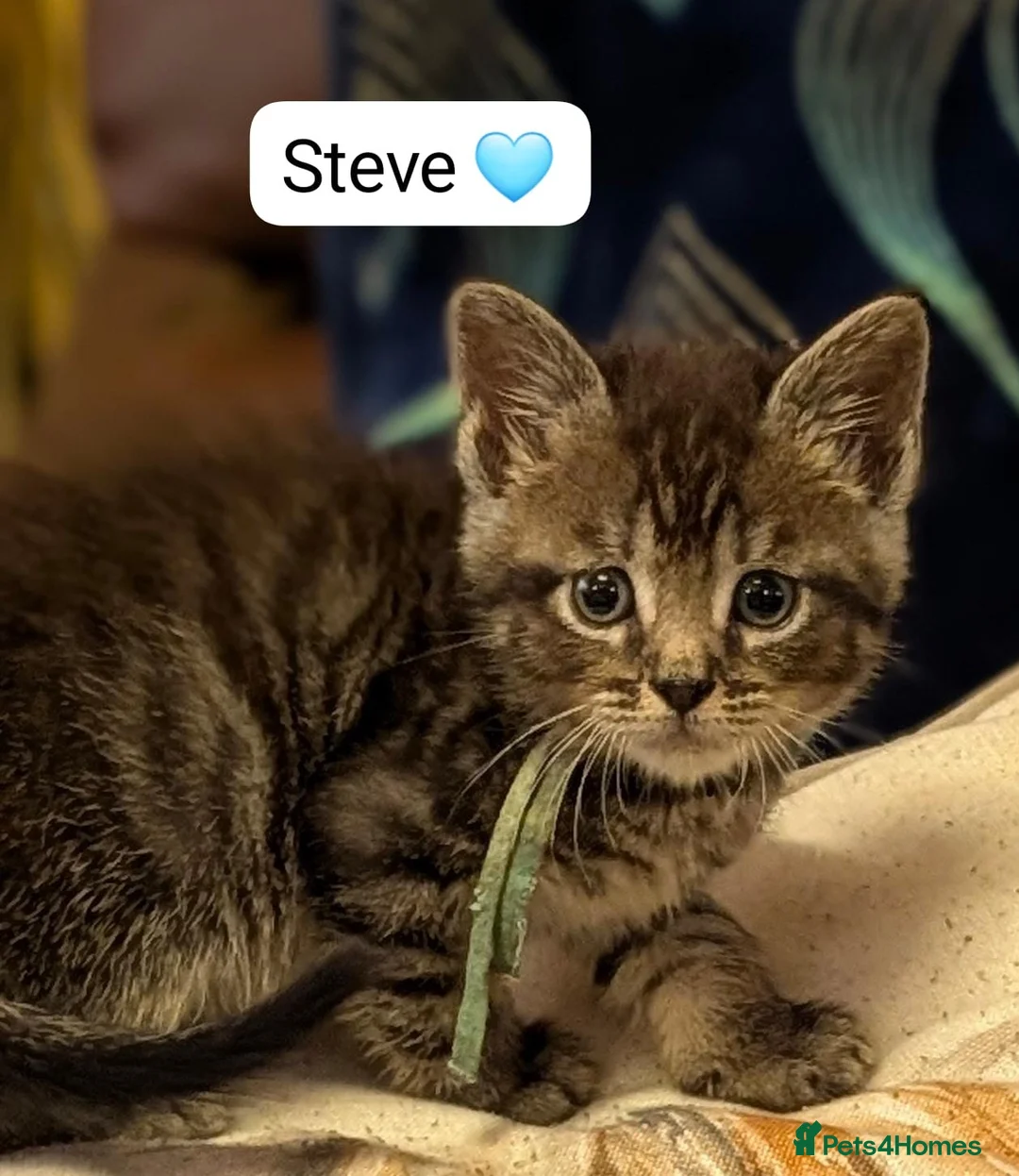 Maine Coon cats for sale: Maine Coon Cross Kittens - Advert 36