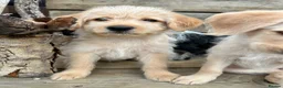 Labradoodle dogs for sale: Toy Labradoodle Puppies - Ready Now!  - Advert 5