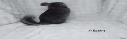 Chinchilla rodents for sale: Two Young Male Pedigree Chinchillas. - Advert 9
