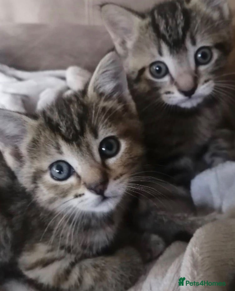 Mixed Breed cats Cute kittens - Advert 2