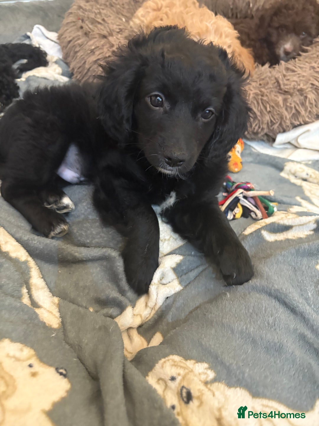 Mixed Breed dogs for sale: Beautiful, fun,loving, affectionate, Cockerpoochi. - Advert 2