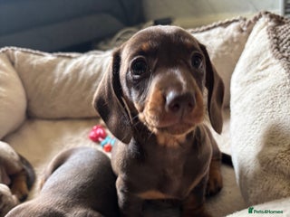 Miniature Dachshund dogs - Advert 17