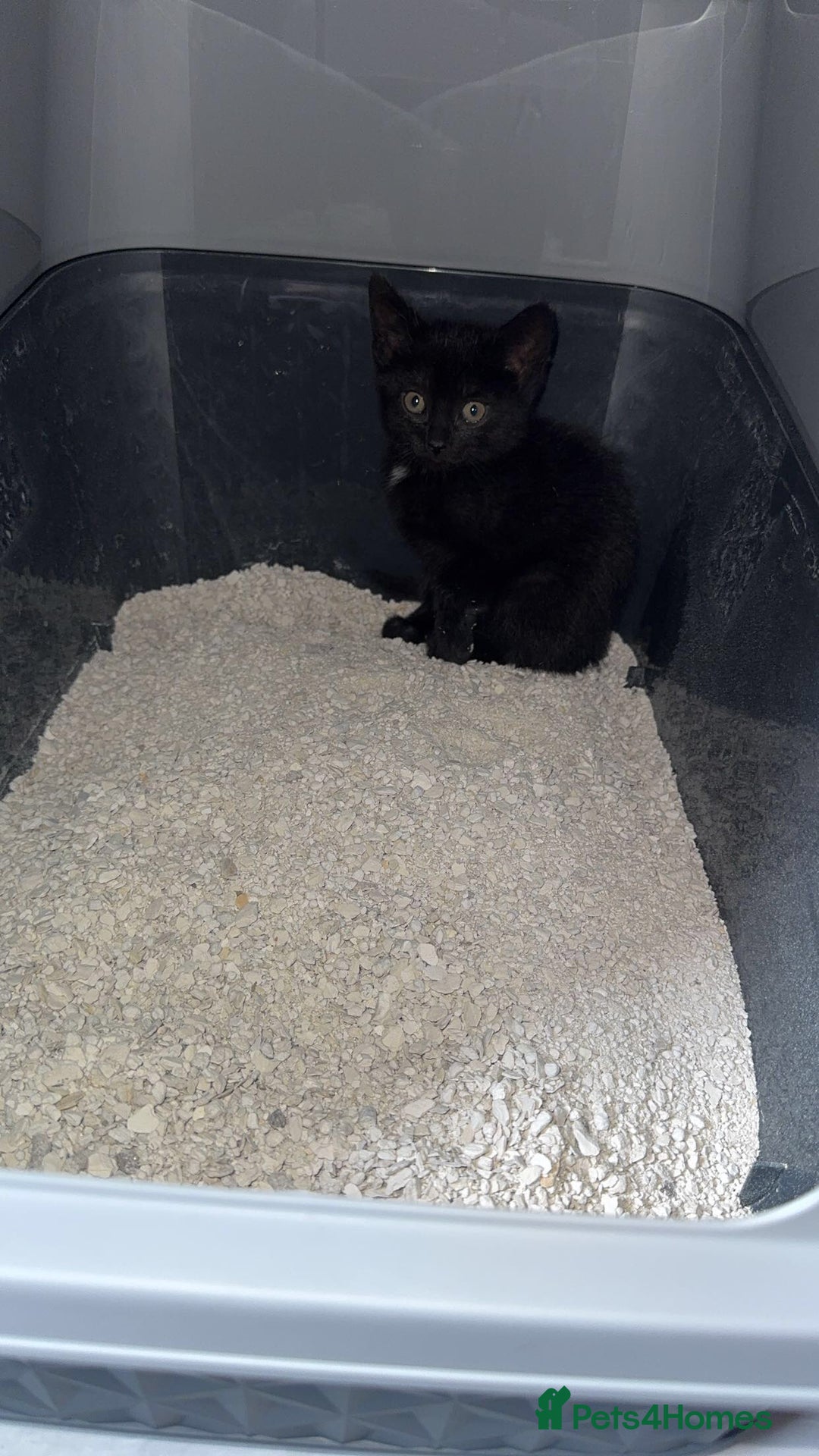 Domestic Shorthair cats for sale: Ready for her forever home  - Image 5