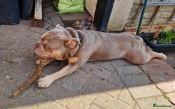 English Bulldog dogs for sale: 2 Male Bulldogs in Nottingham - Image 5