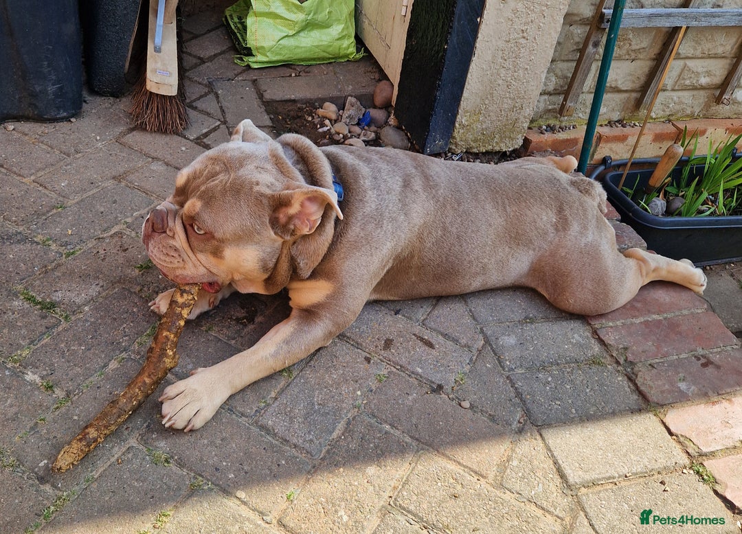 English Bulldog dogs for sale: 2 Male Bulldogs in Nottingham - Image 5