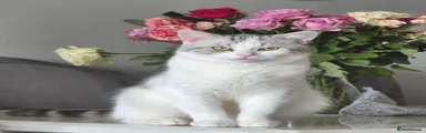 British Shorthair 1