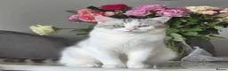 British Shorthair cats for sale: British short hair kitten. SIMBA - Advert 4
