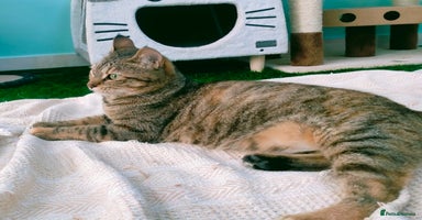 Mixed Breed cats - Advert 2